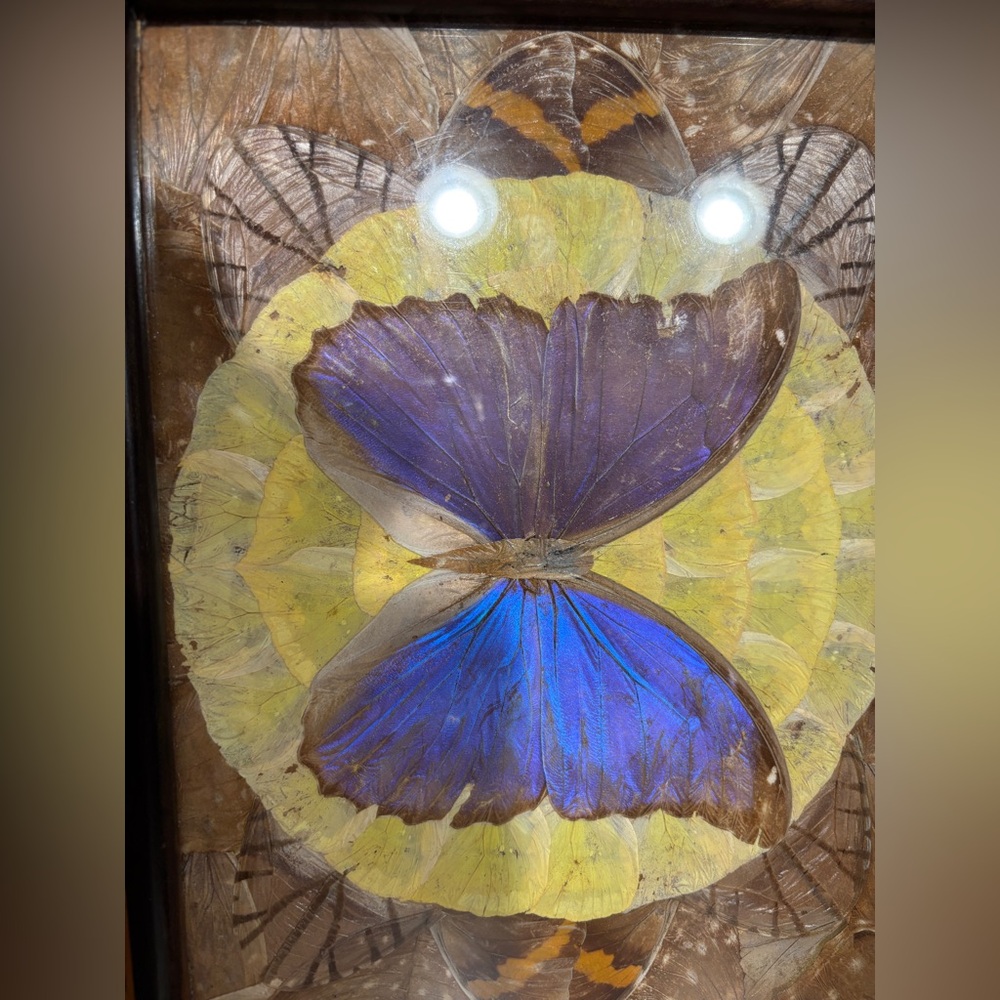 Rare vintage Brazilian small butterfly tray - Picture 3 of 3